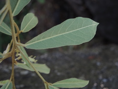 Quadrella asperifolia