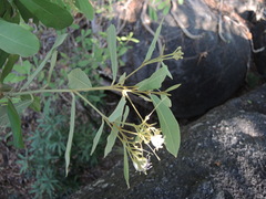 Quadrella asperifolia