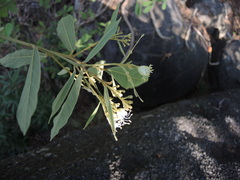 Quadrella asperifolia