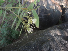 Quadrella asperifolia
