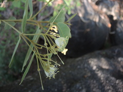 Quadrella asperifolia