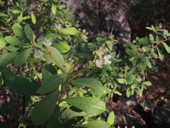 Quadrella asperifolia