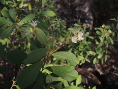 Quadrella asperifolia