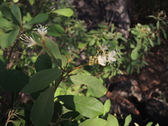 Quadrella asperifolia