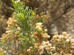 Baccharis boliviensis
