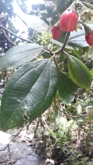 Meriania quintuplinervis