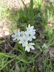 Allium neapolitanum