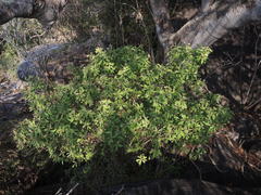 Quadrella asperifolia