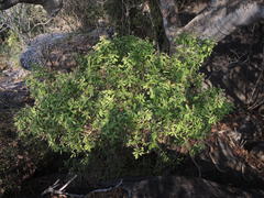 Quadrella asperifolia