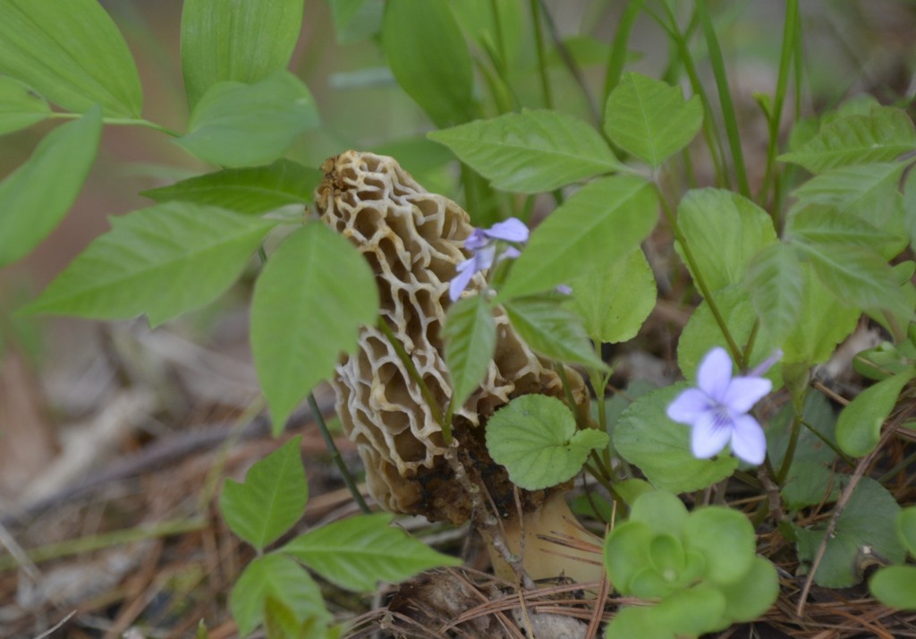 white morel from Tucker County, WV, USA on April 30, 2019 at 0218 PM by Randy Bodkins · iNaturalist