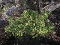 Quadrella asperifolia
