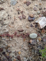 Chorizanthe polygonoides longispina