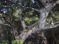 Ficus citrifolia