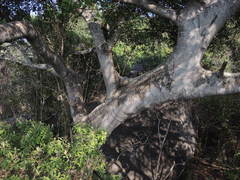 Ficus citrifolia
