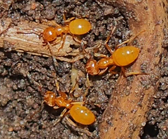 Acanthomyops