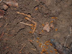 Acanthomyops
