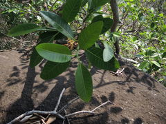 Ficus citrifolia