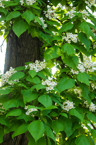 Catalpa bignonioides