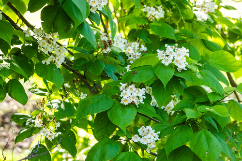 southern catalpa (Catalpa bignonioides)