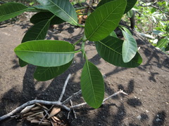 Ficus citrifolia