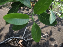 Ficus citrifolia