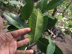 Ficus citrifolia