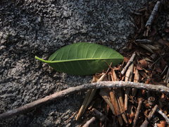 Ficus citrifolia