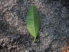 Ficus citrifolia