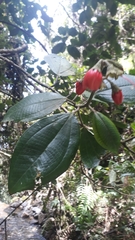 Meriania quintuplinervis