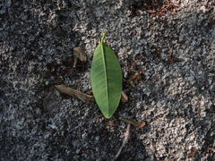 Ficus citrifolia