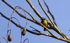 Coereba flaveola mexicana