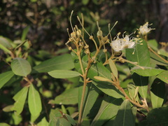 Quadrella asperifolia