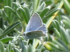 Icaricia icarioides parapheres