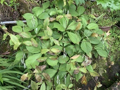 Chloranthus oldhamii
