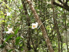 Sobralia virginalis