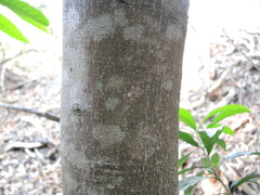 Quadrella asperifolia