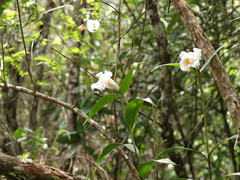 Sobralia virginalis