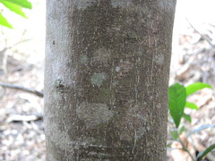 Quadrella asperifolia