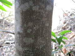 Quadrella asperifolia