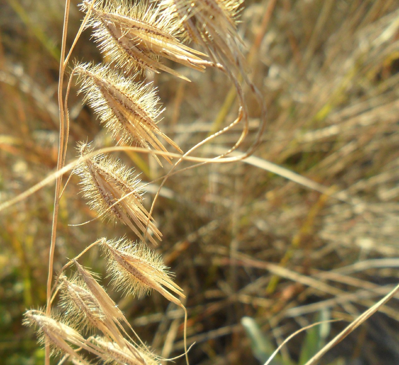Loudetiopsis