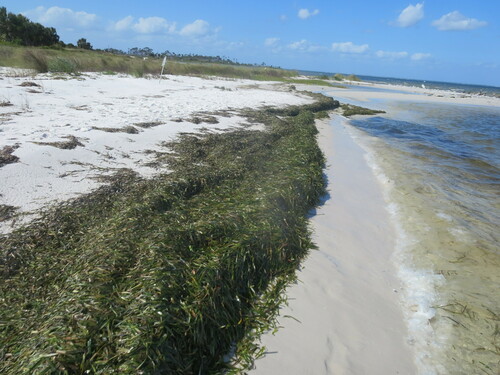 Image of Thalassia testudinum by no rights reserved