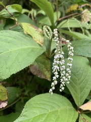 Chloranthus oldhamii