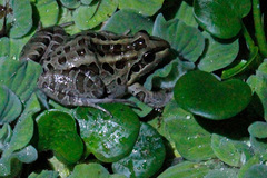 Argus Frog photo 4
