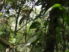Philodendron longirrhizum