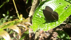 Lymanopoda albocincta