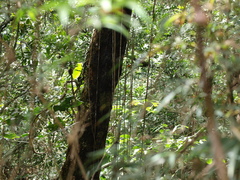 Philodendron longirrhizum