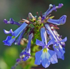 Lobelia valida