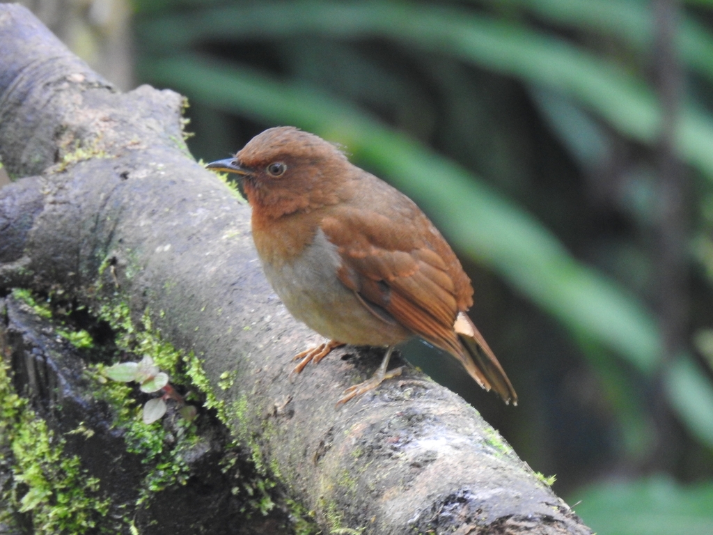 Rufous-brown Solitaire photo
