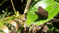 Lymanopoda albocincta