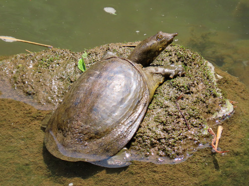 Chinese Softshell Turtle
